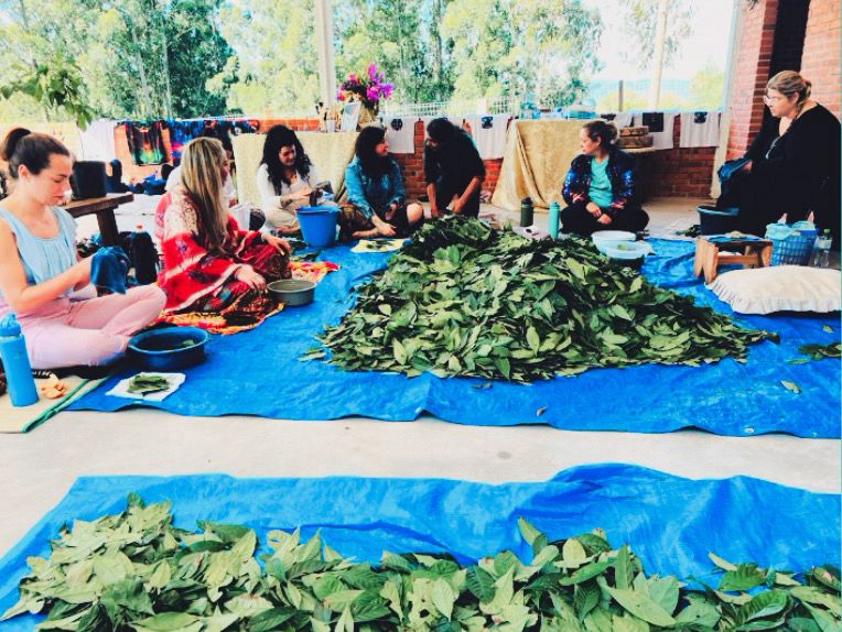 Manuseio da folha Rainha